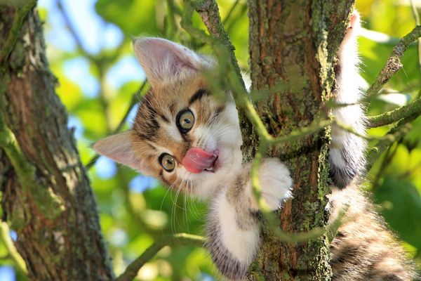Lilou & Émile Das würden die Katzen sagen Lilou & Émile Das würden die Katzen sagen
