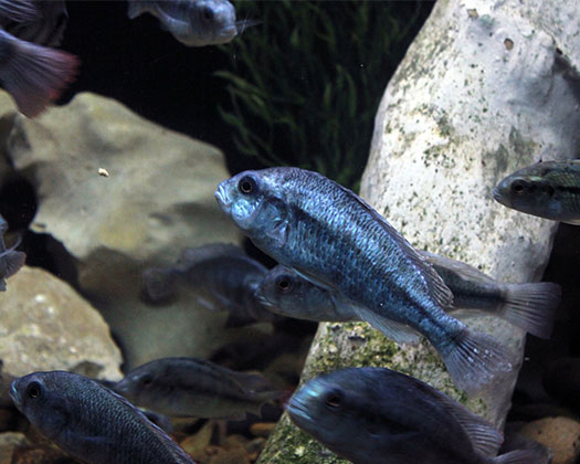 Degeni Cichlid