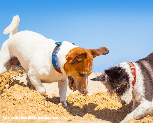 Zwei Hunde im Sand spielend