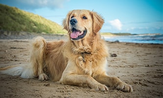 Golden Retriever am Strand