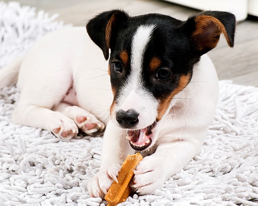 Hund frisst Trockensnack