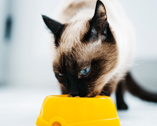 Katze frisst aus gelbem Napf