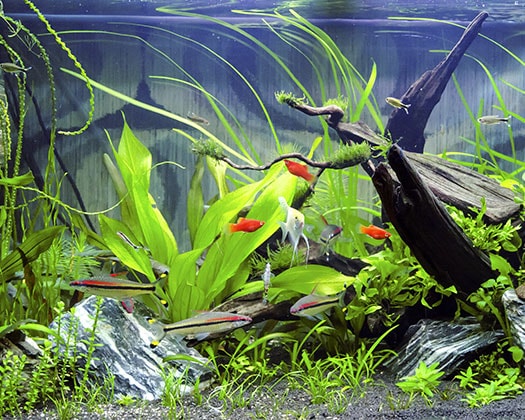 Aquaristik - Aquarium